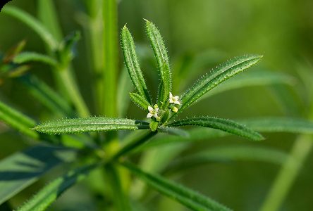 MOVER · Cleavers
